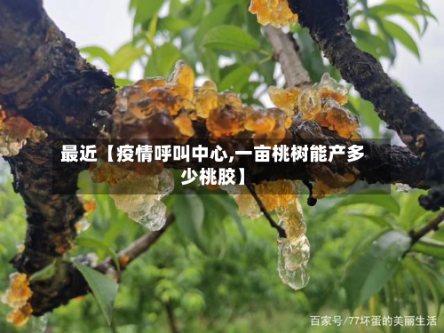 最近【疫情呼叫中心,一亩桃树能产多少桃胶】-第1张图片