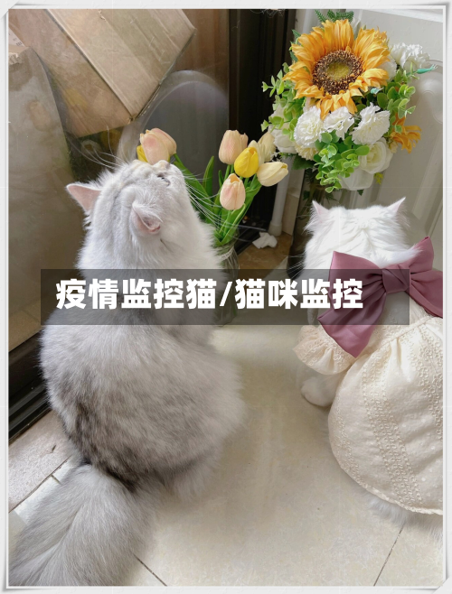 疫情监控猫/猫咪监控-第2张图片