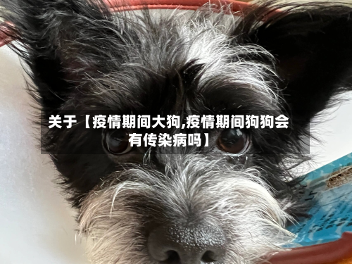 关于【疫情期间大狗,疫情期间狗狗会有传染病吗】-第1张图片