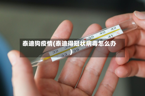 泰迪狗疫情(泰迪得冠状病毒怎么办)-第1张图片