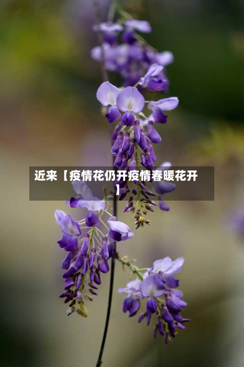 近来【疫情花仍开疫情春暖花开】-第2张图片