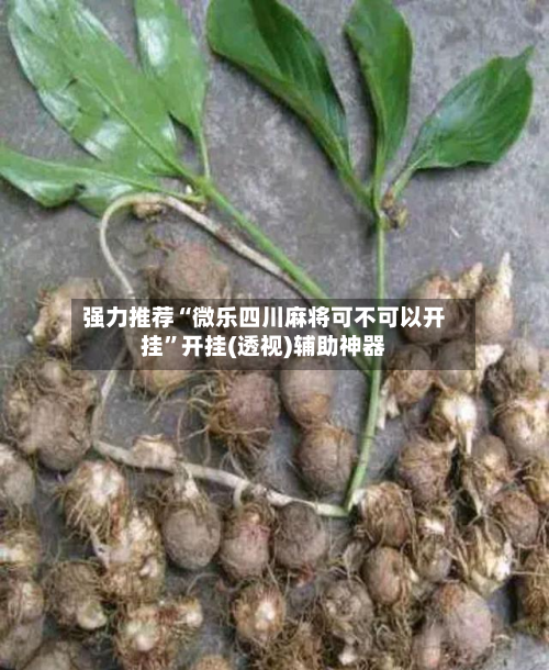 强力推荐“微乐四川麻将可不可以开挂”开挂(透视)辅助神器-第2张图片