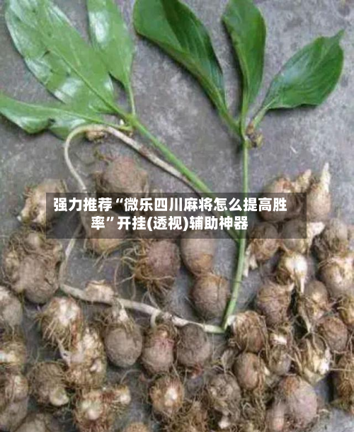 强力推荐“微乐四川麻将怎么提高胜率”开挂(透视)辅助神器-第1张图片