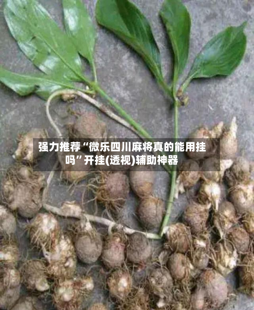 强力推荐“微乐四川麻将真的能用挂吗”开挂(透视)辅助神器-第1张图片