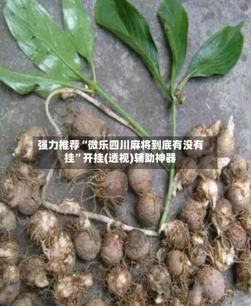 强力推荐“微乐四川麻将到底有没有挂”开挂(透视)辅助神器-第2张图片