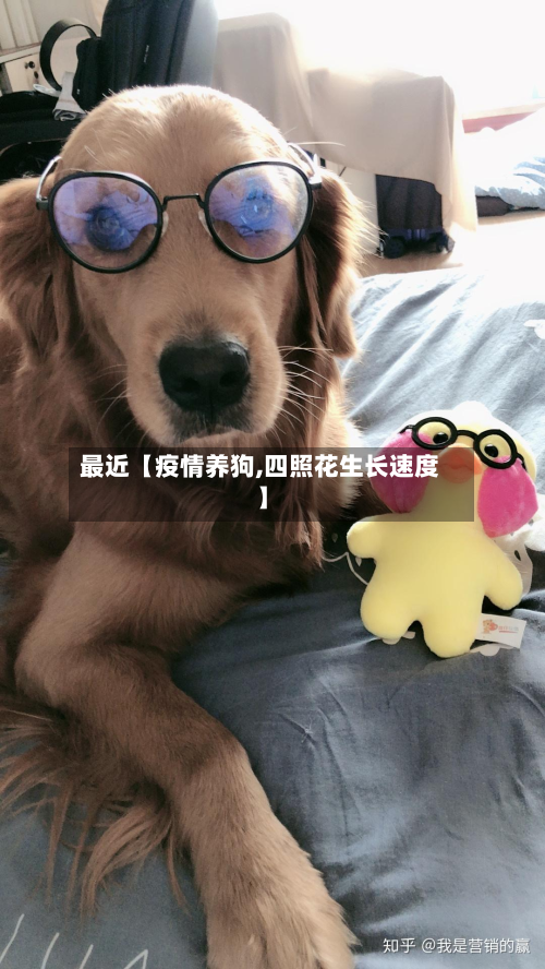 最近【疫情养狗,四照花生长速度】-第1张图片