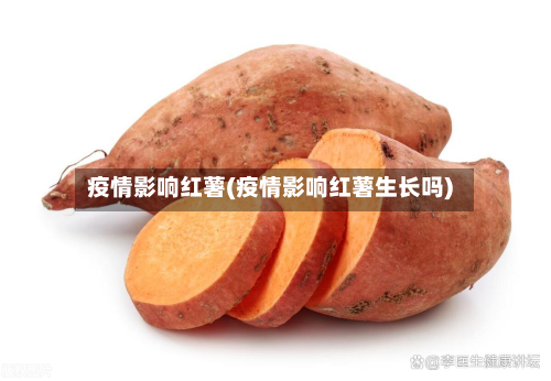疫情影响红薯(疫情影响红薯生长吗)-第1张图片