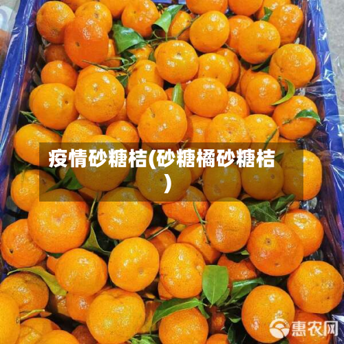 疫情砂糖桔(砂糖橘砂糖桔)-第1张图片