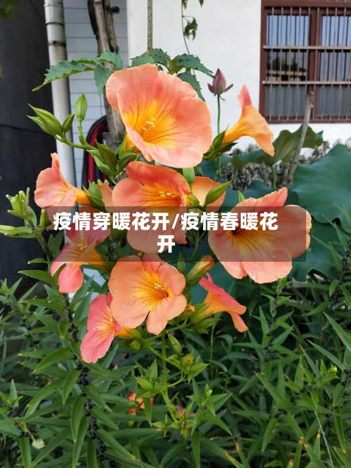 疫情穿暖花开/疫情春暖花开-第1张图片