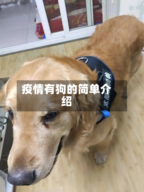 疫情有狗的简单介绍-第1张图片