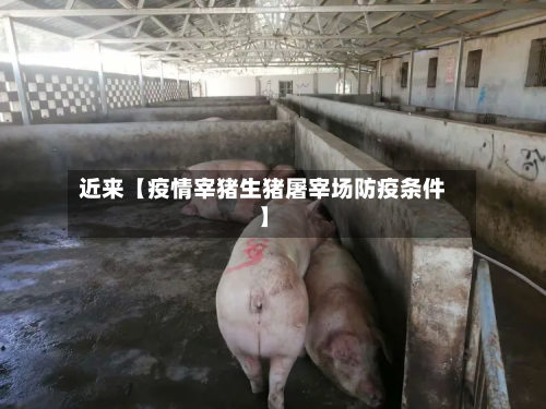 近来【疫情宰猪生猪屠宰场防疫条件】-第1张图片