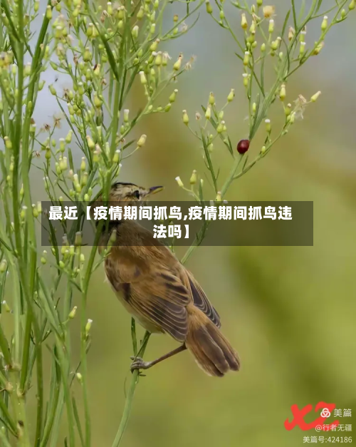 最近【疫情期间抓鸟,疫情期间抓鸟违法吗】-第1张图片